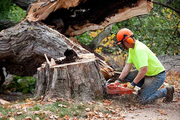 Best Root Management and Removal  in Brooklyn, NY