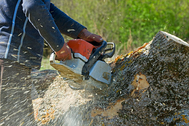 Best Tree Preservation Services  in Brooklyn, NY